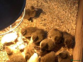 Ducks poultry - Advert 12