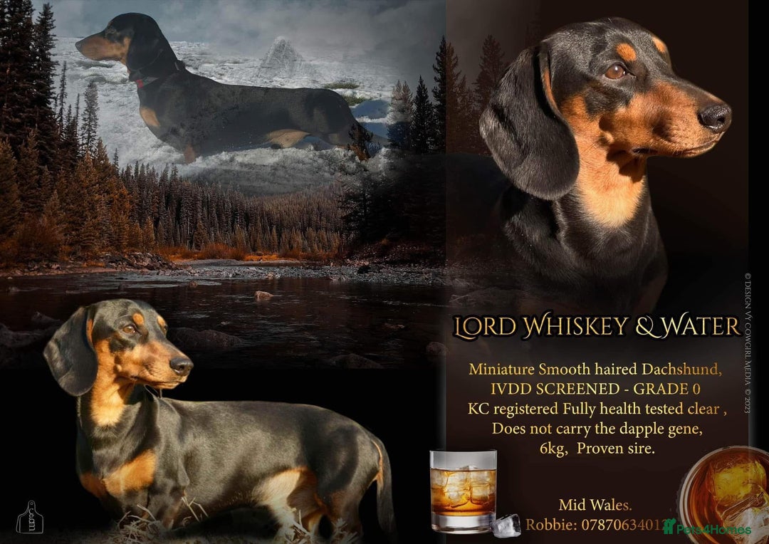 Miniature Dachshund dogs for sale: The most beautiful KC reg Mini Daschund puppies  - Image 6