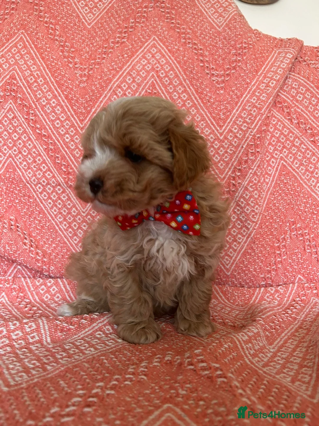 Maltipoo dogs for sale: All puppy’s now sold - Advert 31