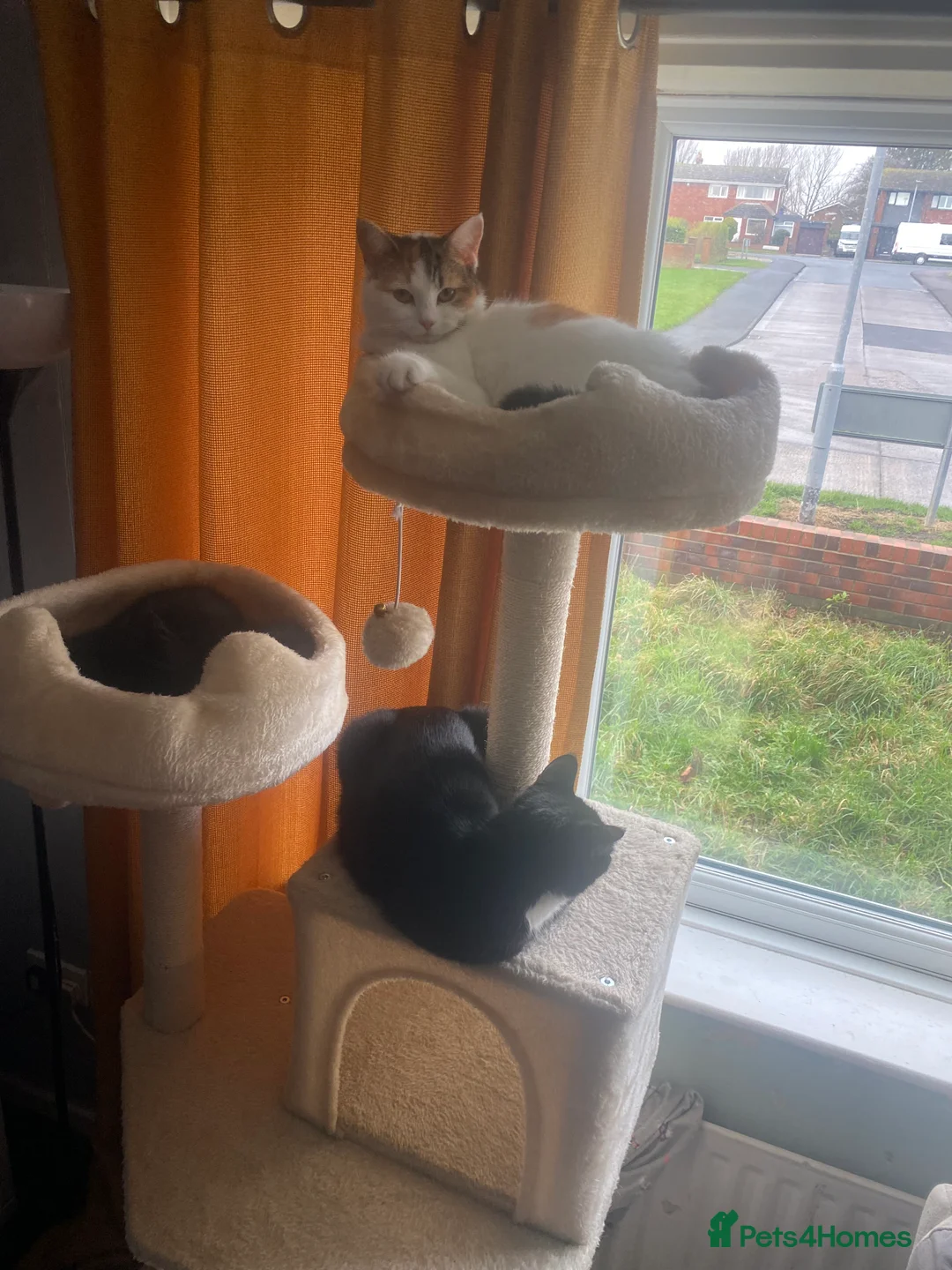 Mixed Breed cats for sale: Tuxedo kitten in Whitley Bay - Advert 2