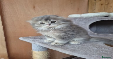 Scottish Fold cats - Advert 1