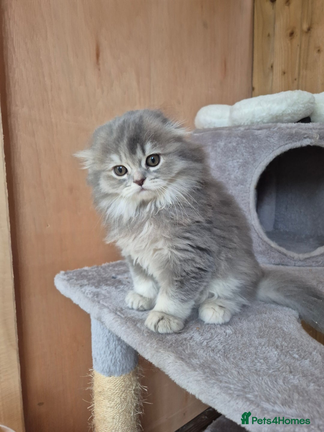 Scottish Fold cats for sale: Scottish Fold Dolls - Image 4