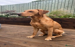 Labrador Retriever dogs for stud: PROVEN HEALTH TESTED FOX RED LABRADOR AT STUD in Dundee - Image 1