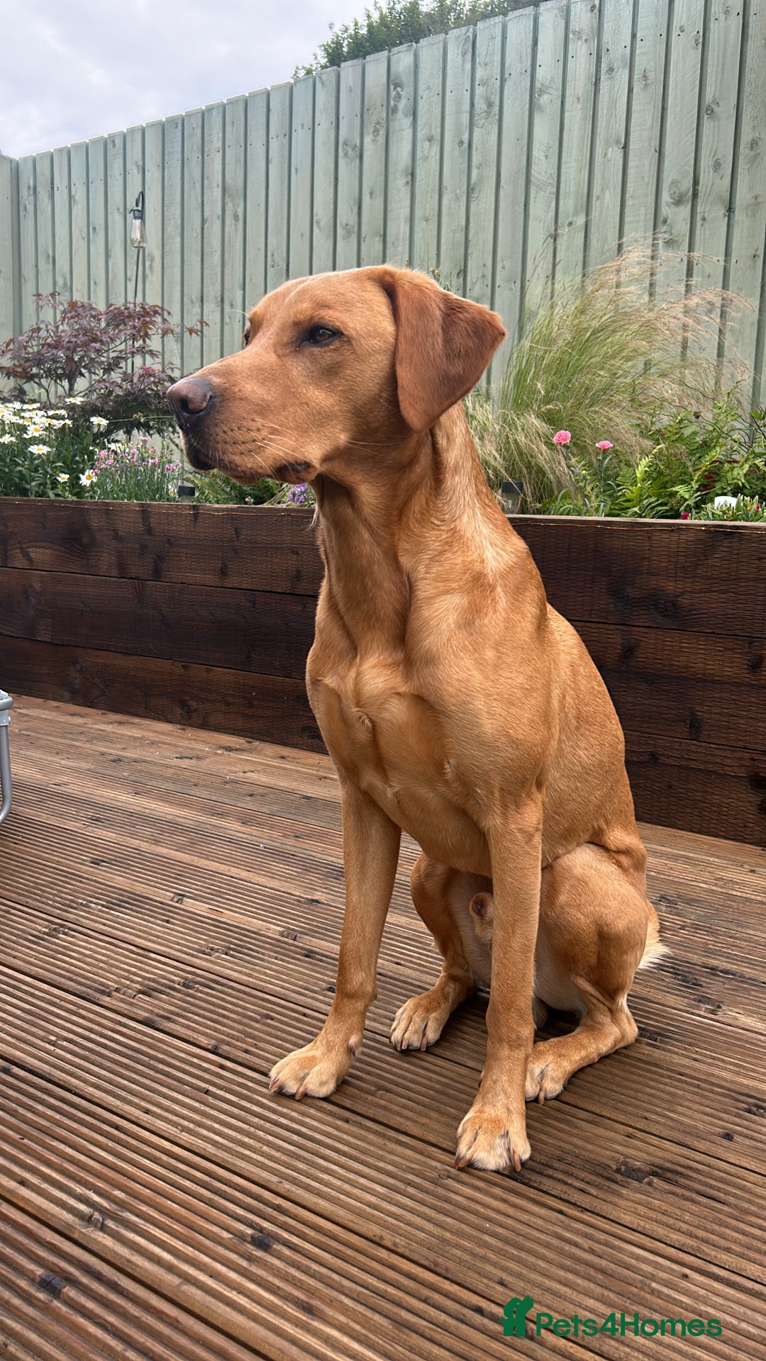 Labrador Retriever dogs for stud: PROVEN HEALTH TESTED FOX RED LABRADOR AT STUD in Dundee - Image 1