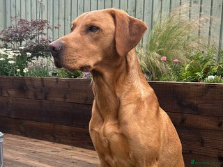 Labrador Retriever dogs in Dundee - Advert 10