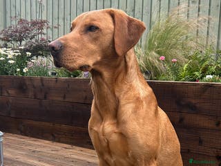 Labrador Retriever dogs 🌟 Kennel Club Registered Proven Labrador Stud 🌟 in Dundee - Advert 13