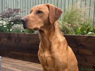 Labrador Retriever dogs 🌟 Kennel Club Registered Proven Labrador Stud 🌟 in Dundee - Advert 2