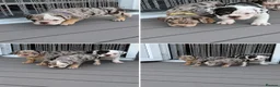 Dorset Olde Tyme Bulldogge dogs for sale: OLDE ENGLISH BULLDOG READY TO LEAVE  - Advert 13