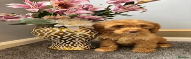 Cockapoo Puppy 4