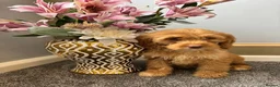 Cockapoo dogs for sale: Cockapoo Puppies LAST GIRL   FULLY VACCINATED  - Advert 15