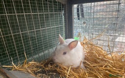 Netherland Dwarf rabbits for sale: Adult bunnies for sale - Image 5