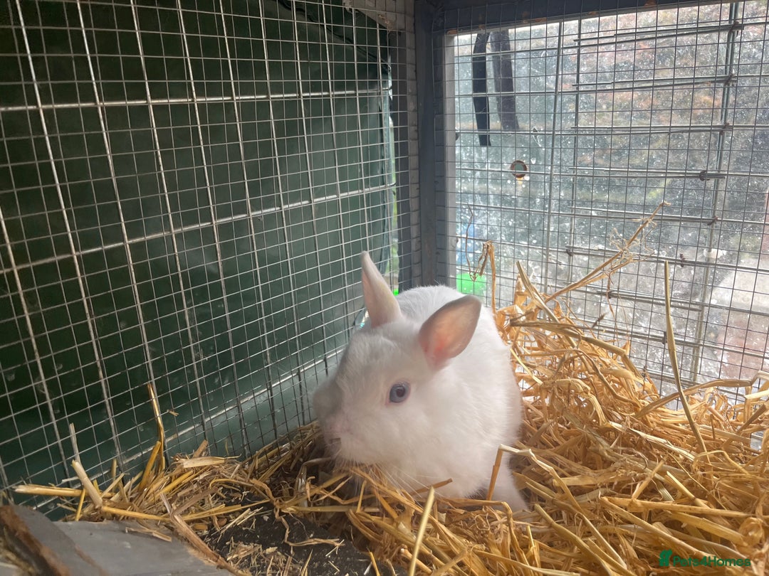 Netherland Dwarf rabbits for sale: Adult bunnies for sale - Image 5