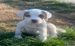 Boxer dogs for sale: Beautiful Sovereign Puppies - Image 1