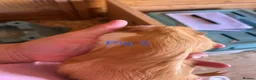 Guinea Pig rodents for sale: Guinea pig babies  in Yeovil - Advert 8