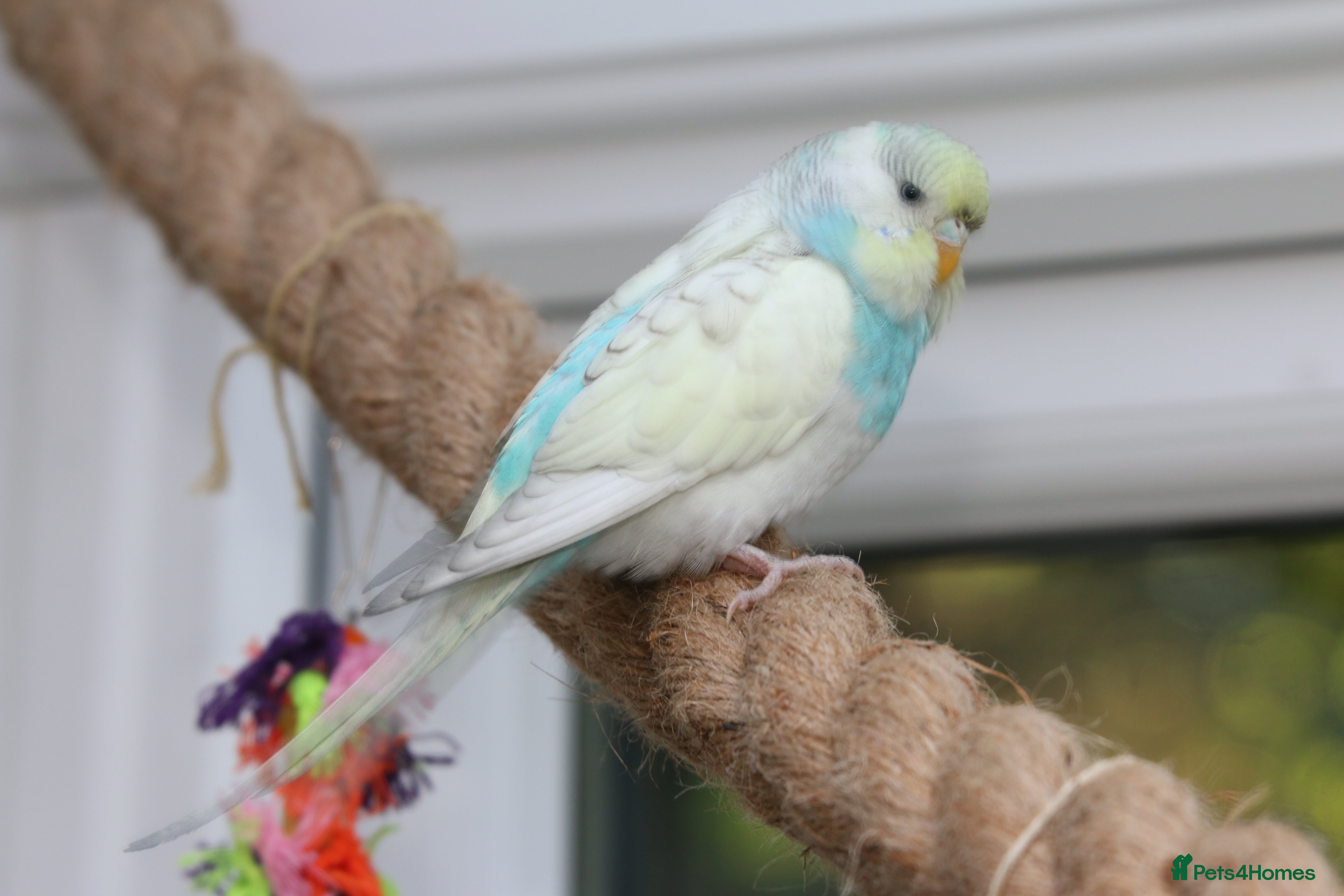 Budgerigars birds Male and female budgies - Advert 3