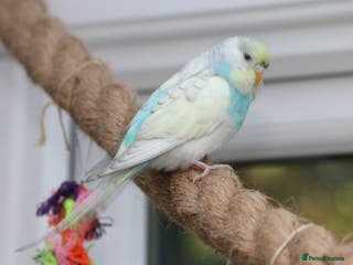 Budgerigars birds Male and female budgies - Advert 18
