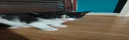 Mixed Breed cats for sale: 4 kitten looking for lovely home  - Advert 19