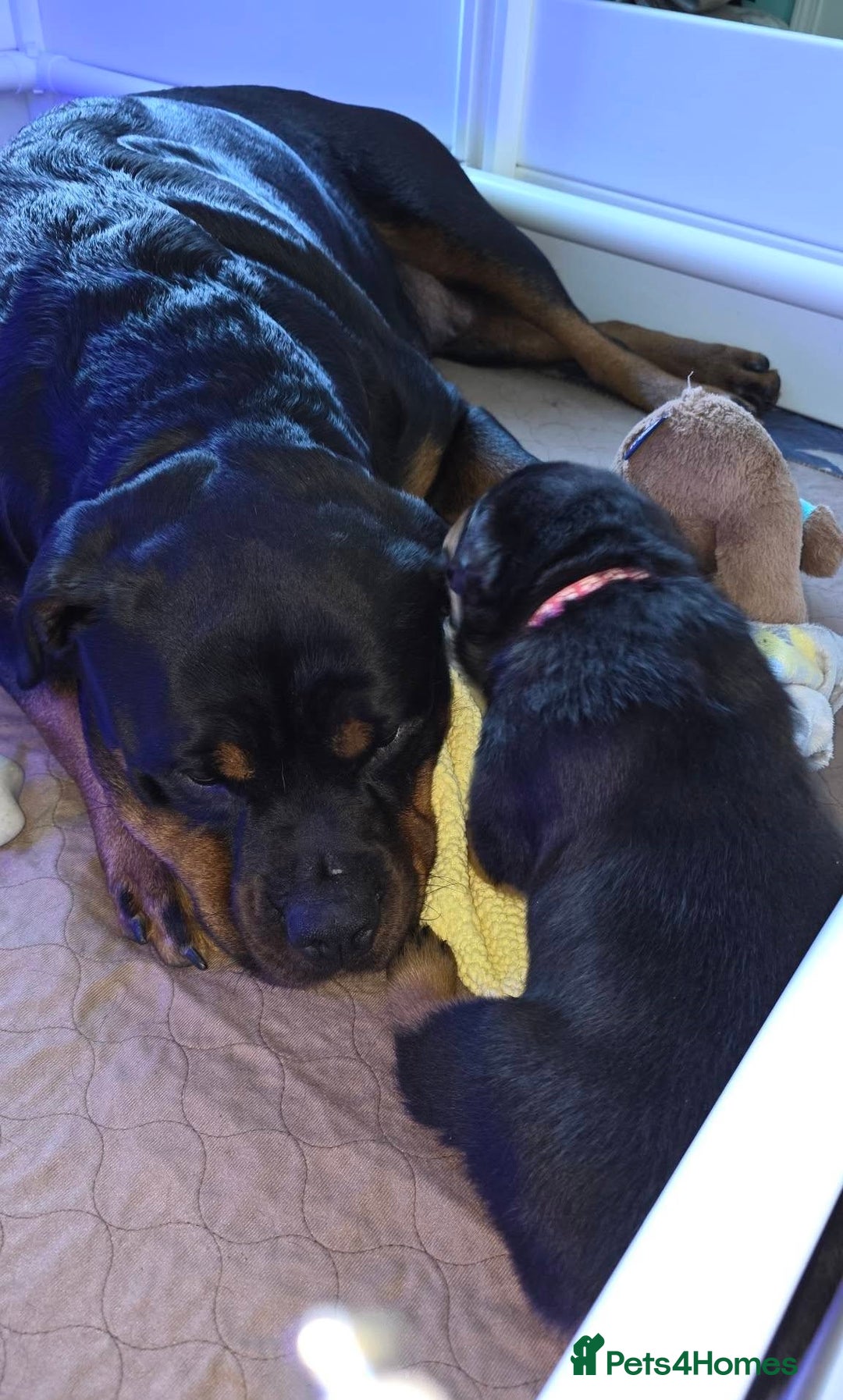 Rottweiler dogs for sale: outstanding Rottweiler pups excellent bloodlines. - Advert 19