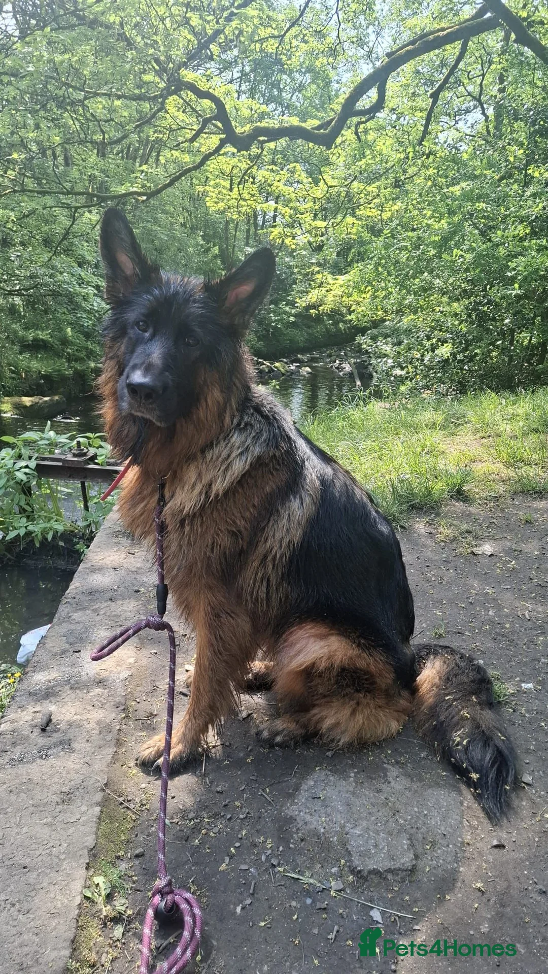 German Longhaired Pointer dogs for sale: 3 year old long hair german shepherd  in Rochdale - Advert 2