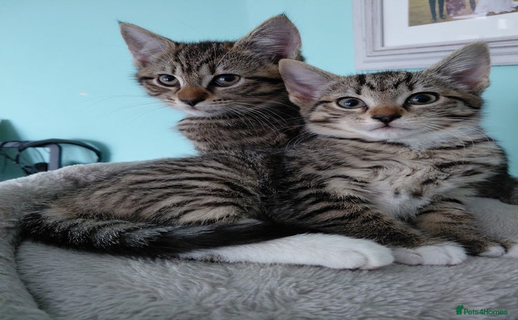 Maine Coon cats Half Maine Coon - Advert 1