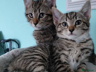 Maine Coon cats Half Maine Coon - Advert 1