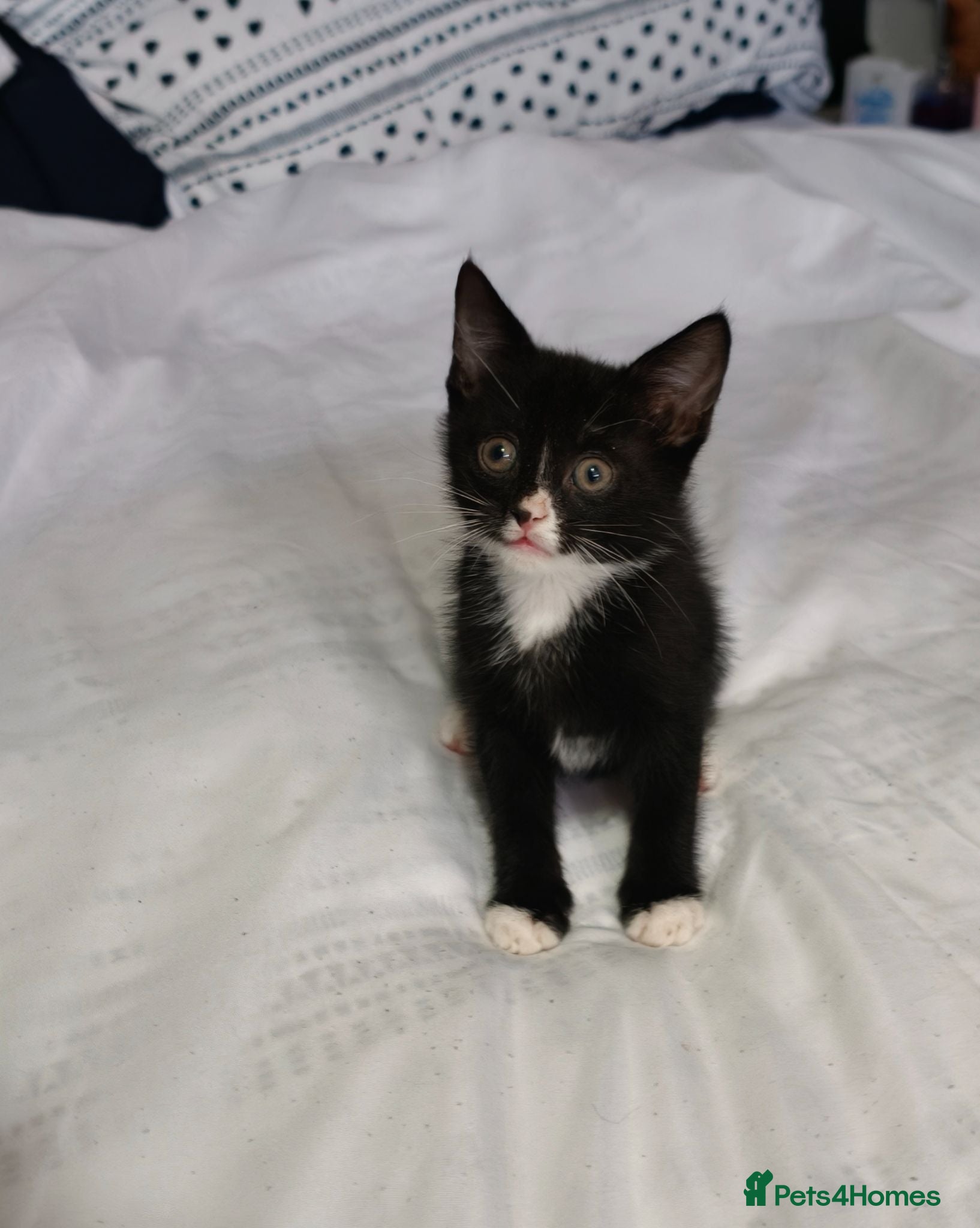 Mixed Breed cats Only 1 left beautiful kitten £70 each  - Advert 9