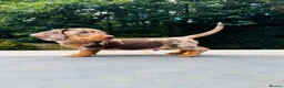Miniature Dachshund dogs for sale: KC registered. Miniature Dachshunds. PRA clear. - Advert 3