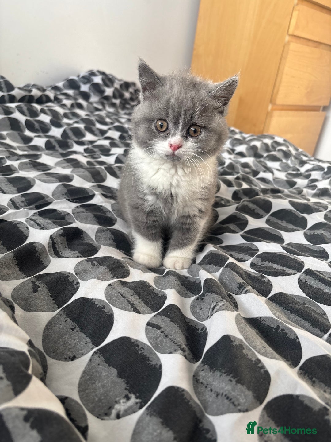 British Shorthair cats for sale: 2 Pure Breed British Shorthairs - Advert 8