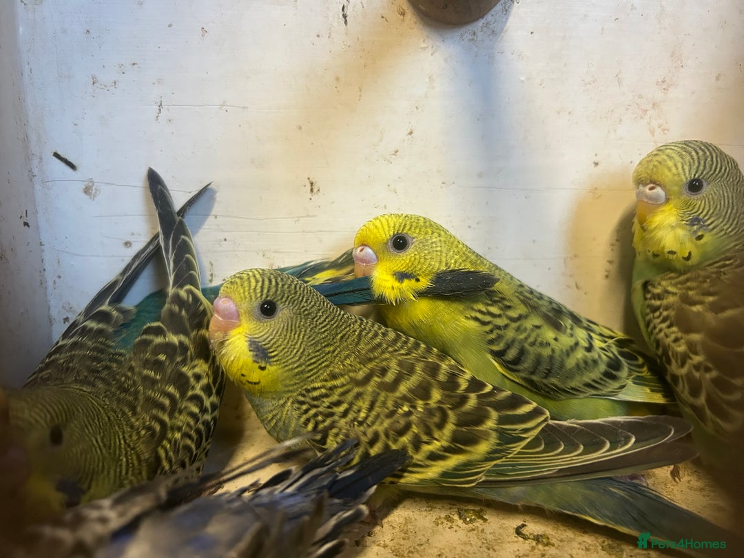 Budgerigars birds for sale: Budgies for sale, all in good health… - Image 6