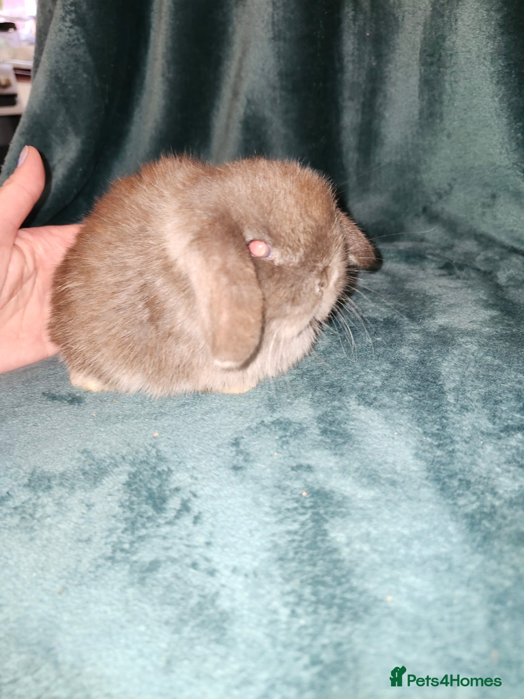 Mini Lion Lop rabbits for sale: Mini Lion lop, rew and blue point - Image 6