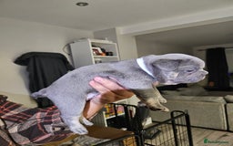 French Bulldog dogs for sale: Beautiful French Bulldog Puppies 2xF - fluffy, 1xM - Advert 6