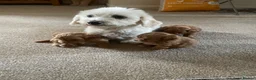 Maltipoo dogs for sale: 3 Stunning male  multipoo puppies in Chatteris - Advert 1