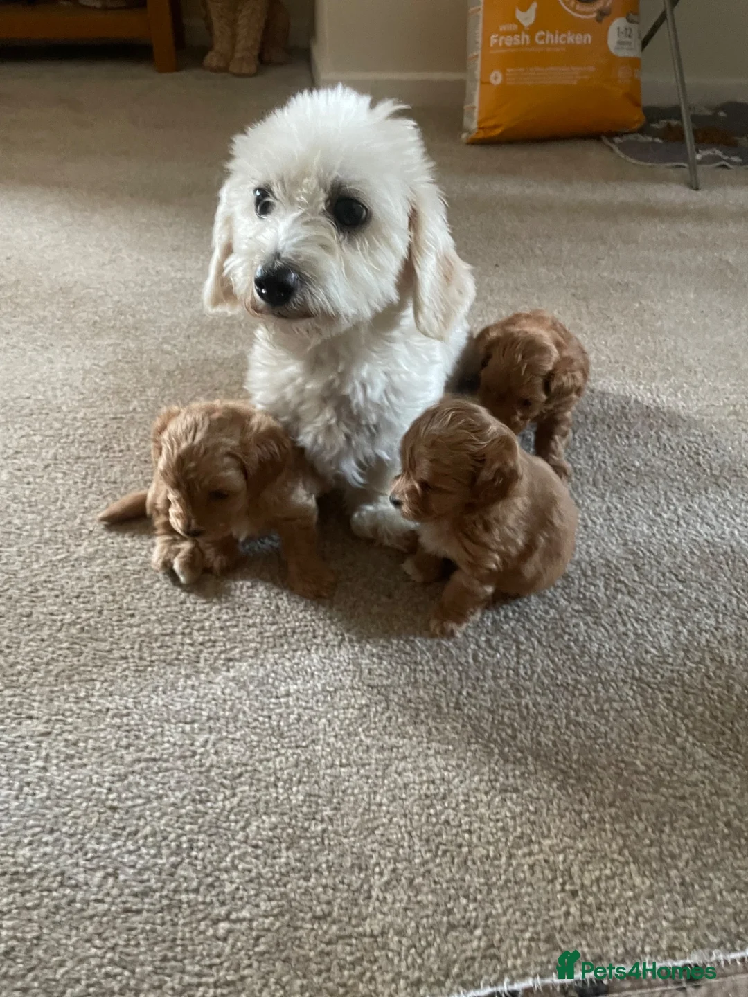 Maltipoo dogs for sale: 3 Stunning male  multipoo puppies in Chatteris - Advert 1