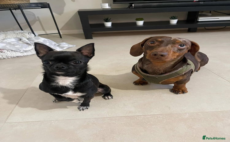 Chihuahua dogs - Advert 3