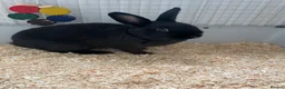 Mixed Breed rabbits for sale: Bonded rabbit pair - Advert 5