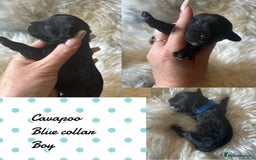 Cavapoo dogs for sale: Beautiful fully DNA tested Cavapoo's  - Image 17