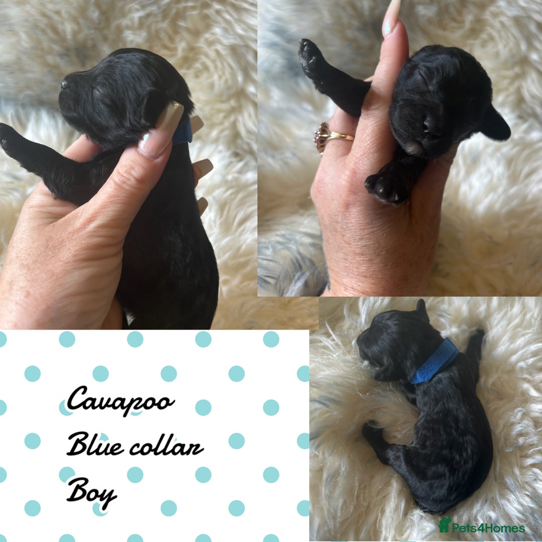 Cavapoo dogs for sale: Beautiful fully DNA tested Cavapoo's  - Image 17
