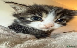 Ragdoll cats for sale: A absolutely gorgeous girl - Image 3
