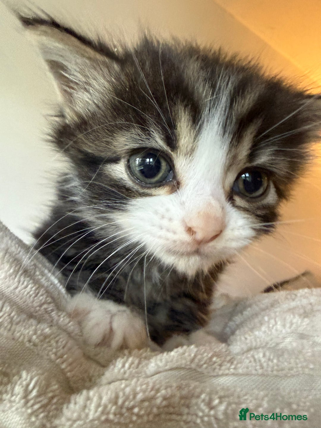 Ragdoll cats for sale: A absolutely gorgeous girl - Image 3
