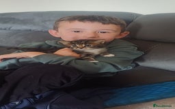 Mixed Breed cats for sale: Stunning kittens available  - Image 2