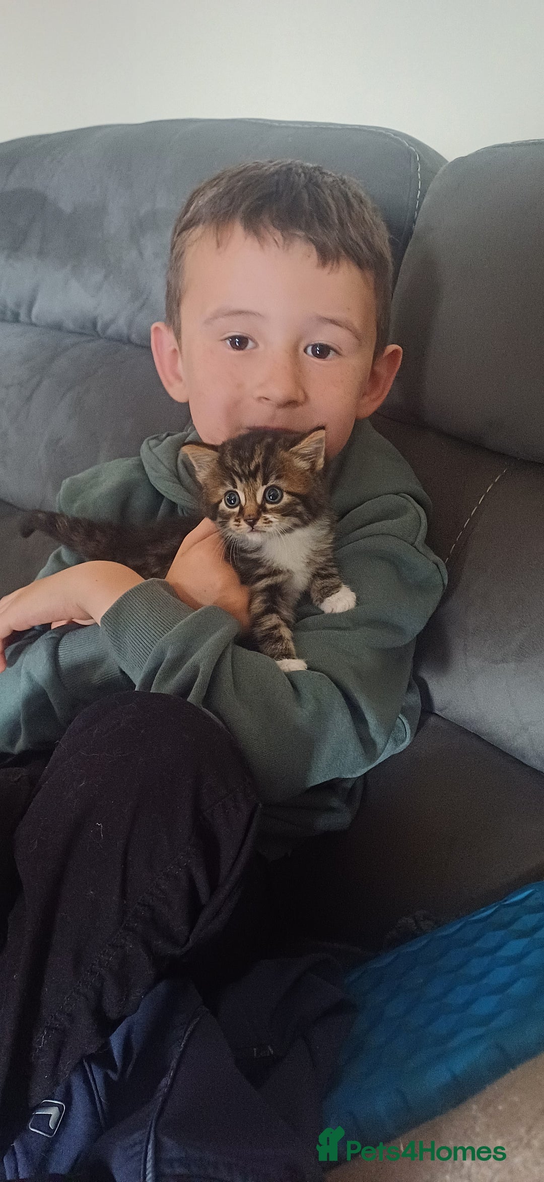 Mixed Breed cats for sale: Stunning kittens available  - Image 2