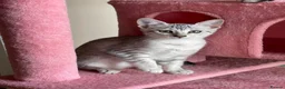 Egyptian Mau cats for sale: GCCF registered pedigree Egyptian Mau kittens - Advert 8
