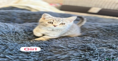 British Shorthair cats - Advert 4