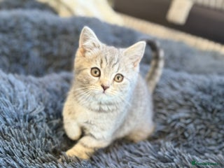 British Shorthair cats - Advert 18