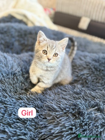 British Shorthair cats - Advert 10