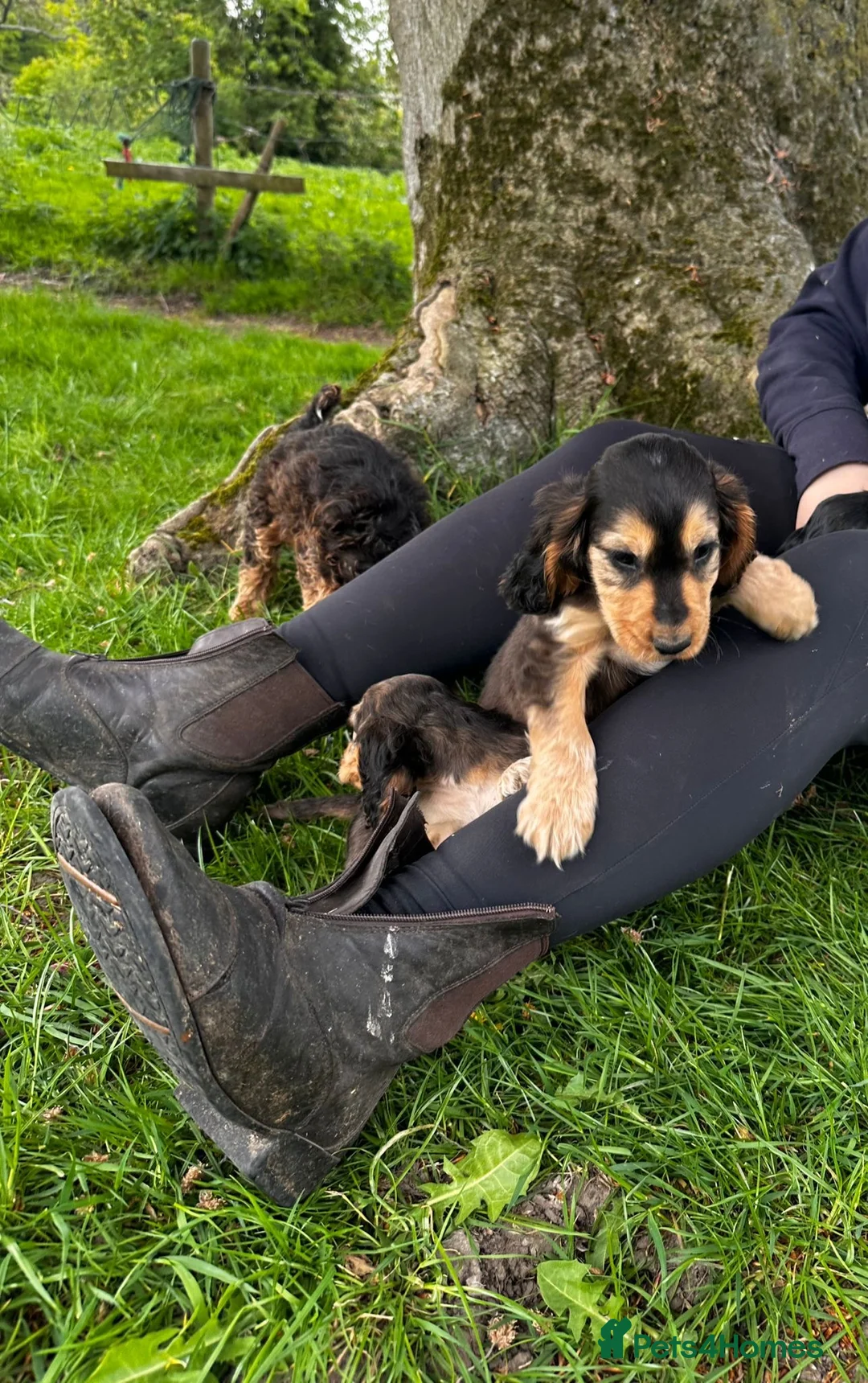 Cocker Spaniel dogs for sale: Kc reg parents show cocker spaniels  - Advert 2