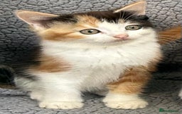 Mixed Breed cats for sale: STUNNING BOY AND GIRL KITTENS - Image 3