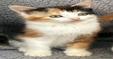 Mixed Breed cats - Advert 11