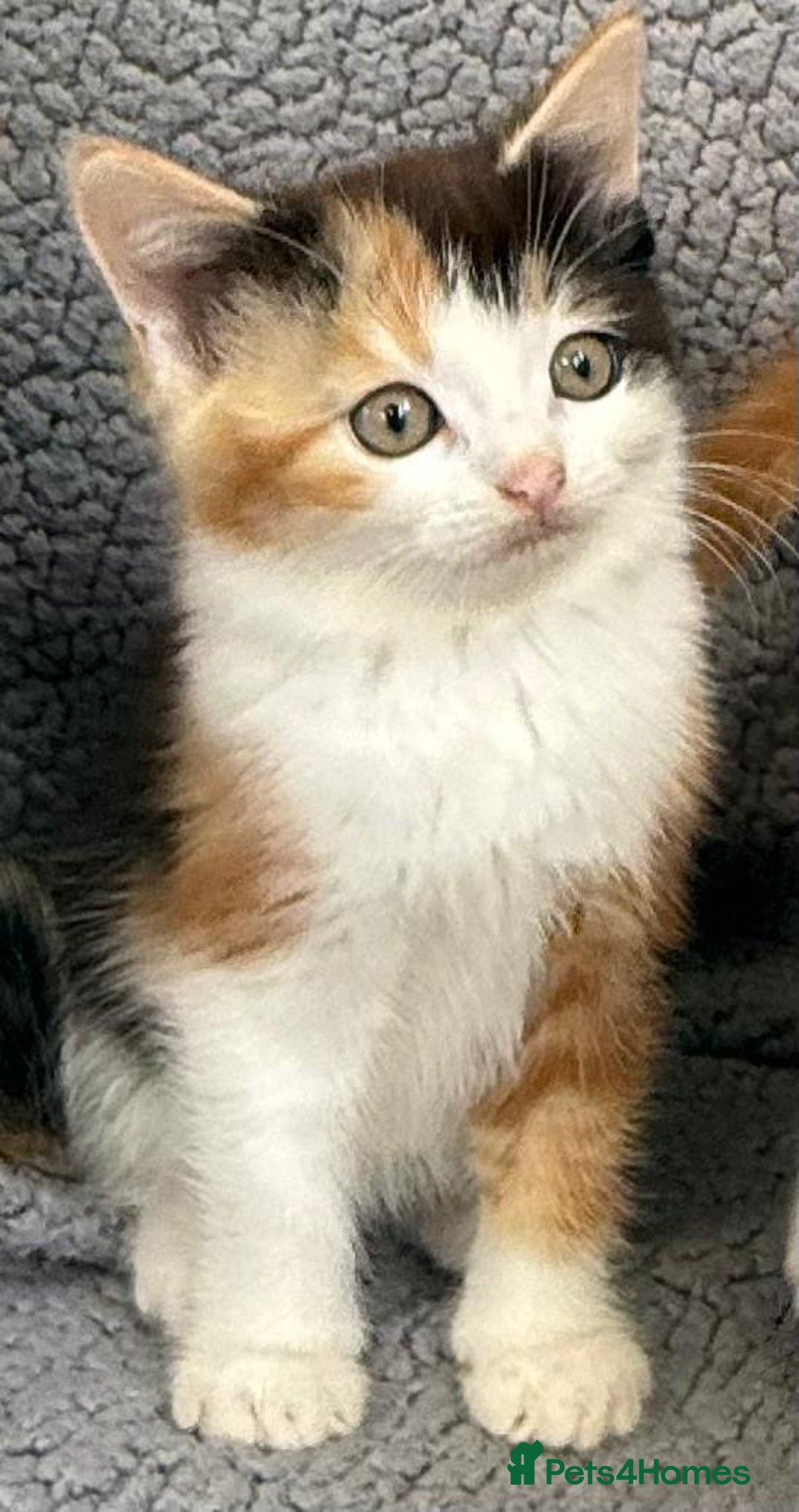 Mixed Breed cats for sale: STUNNING BOY AND GIRL KITTENS - Image 3