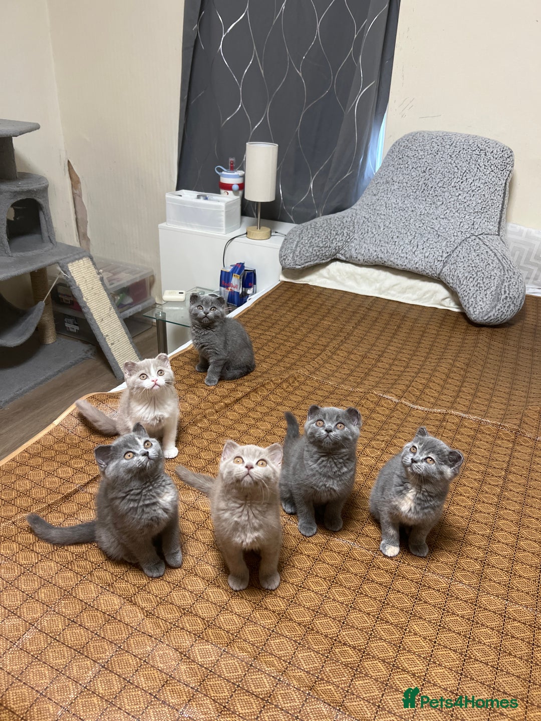 British Shorthair cats for sale: British shorthair kittens  - Image 14